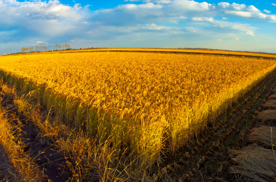 学习PMP的优势.png 学习PMP的优势.png
